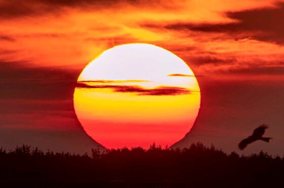 ☀️ Summer Solstice: East Bay’s Brightest Weekend!